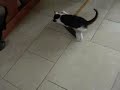 comedy: funny cute kitten having fun playing