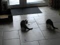 comedy: funny cute kitten having fun playing