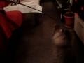 videos de Zeus y Salvia jugando con un palito!!!