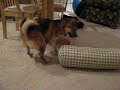 Shiba Inu GONE WILD!