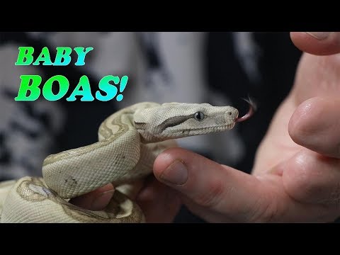 YouTube reptile video