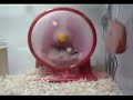 Zwinny chomik | The fast Hamster