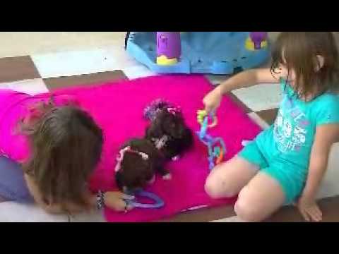 www.KingdomDogs.com
