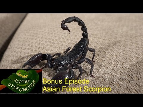 YouTube reptile video
