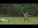 squirrelsoccer.wmv