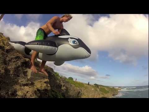 killer whale