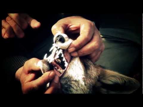 jagd terrier