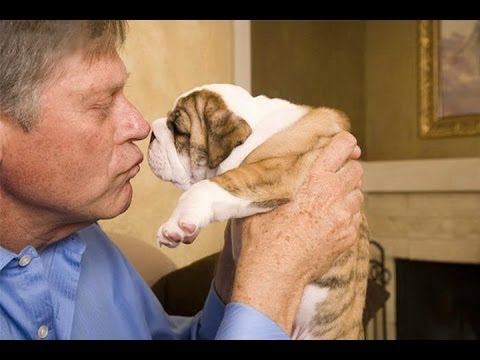 how to care english bulldog puppy