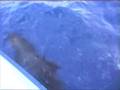 www.dauphins-martinique.com