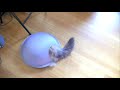 Sliding Cat Goma Sliding Cat Goma