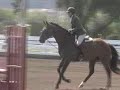 Simpatico hunter horse