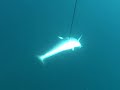 How to Shoot a Couta/Spanish Makerel - Freedivers