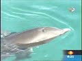 Xuná, la delfín zurda de Cancún y la Riviera Maya