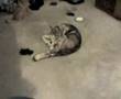 Alaskan Malamute video
