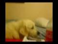 videos de Funny Dog