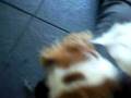 Romeo & Poppy Mating