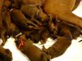 videos de Rhodesian Ridgeback