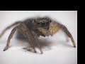 Jumping Little