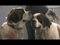 JULIEN DORE   LES LIMITES - teaser du clip