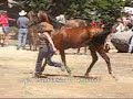 tevis-2007-robie-park-vetin.html