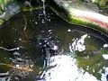Jog Fish Pond - Episode 16 (Red Pacu) Jog Fish Pond - Episode 16 (Red Pacu)