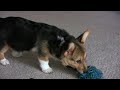 Nibbler: The Guard Dog Nibbler: The Guard Dog