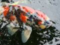 Guan's Koi / Japanese Carp Fish Pond ( Pictures + Videos )