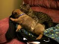 Cat- puppy kissing session
