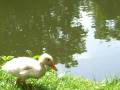 videos de Duck class #2 - School's out