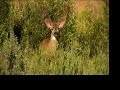 Big buck mule deer along the river