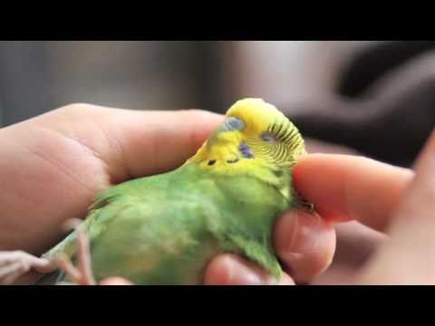 parakeet - This is a story of our very special pet budgie (parakeet), Boo. She was injured when she was a year old, and permanently lost the use of her legs - but that ...