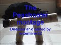 my first pea shooter montage. filmed and edited by me! thanks to some of my friends for reluctantly putting up with all this! music: holy diver, by, killswitch engage ps. this video has been audioswapped with holy diver from killswitch engage but the new song works pretty well!