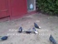 Kurdish Pigeon New 2010 kurdish tipplaer from kurdistan Hawler Erbil Hewler