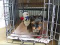 Modzi: Mon beb� Yorkshire/My very cute Yorkshire dog!!