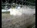 Todd Bodine - NASCAR Homestead Winning Burnout
