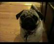 Pug video