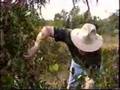 Chief Rowley finds a Yellow Rat-Snake