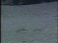 IFAW End the Seal Hunt PSA
