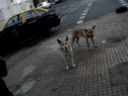 Violacion a tamura
