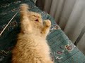 Perseo, a very aggresive persian cat!!! ;-)