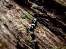 Flatworm