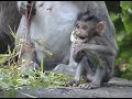 Bali Monkey Conspiracies