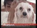 Happy Pets TV One Happy Pets TV One