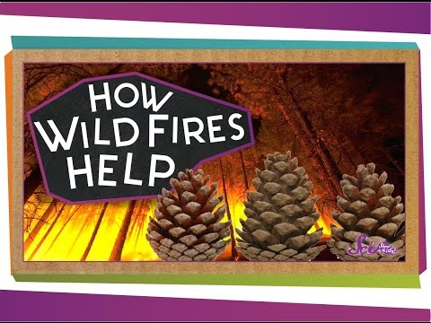 Unit 16-How Wildfires Help! Thumbnail