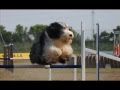 AGILITY L'ALMOZARA