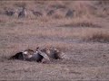 Sharptail grouse fighting on dancing ground