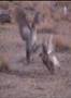 Sharptail grouse fighting on dancing ground