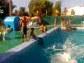 saute terrible