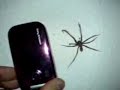 Big house spider Tegenaria atrica