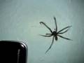 Big house spider Tegenaria atrica